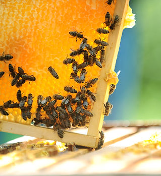 Honeycomb