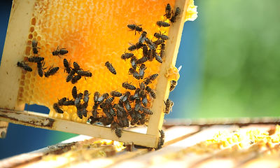 Bees On Honeycomb