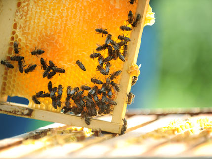Beekeeping in the Lowcountry, Recycling Program, More at Beaufort Branch Library