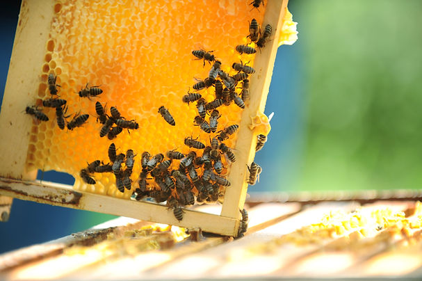 Honeycomb