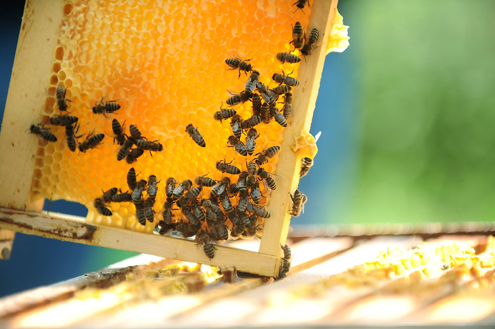 Abeilles sur un rayon de miel
