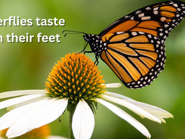 Discovering the Senses: A Fun Guide for Kids and Parents