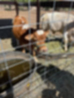 Thumbnail: Gift Certificate for a Pony Play Date valued at $150