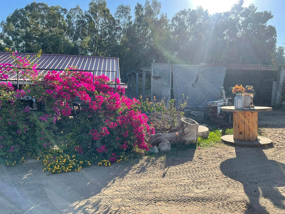 Thumbnail: Gift Certificate for a Pony Play Date valued at $150