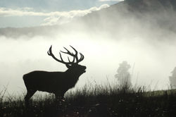 Sacred Masculine Blessing