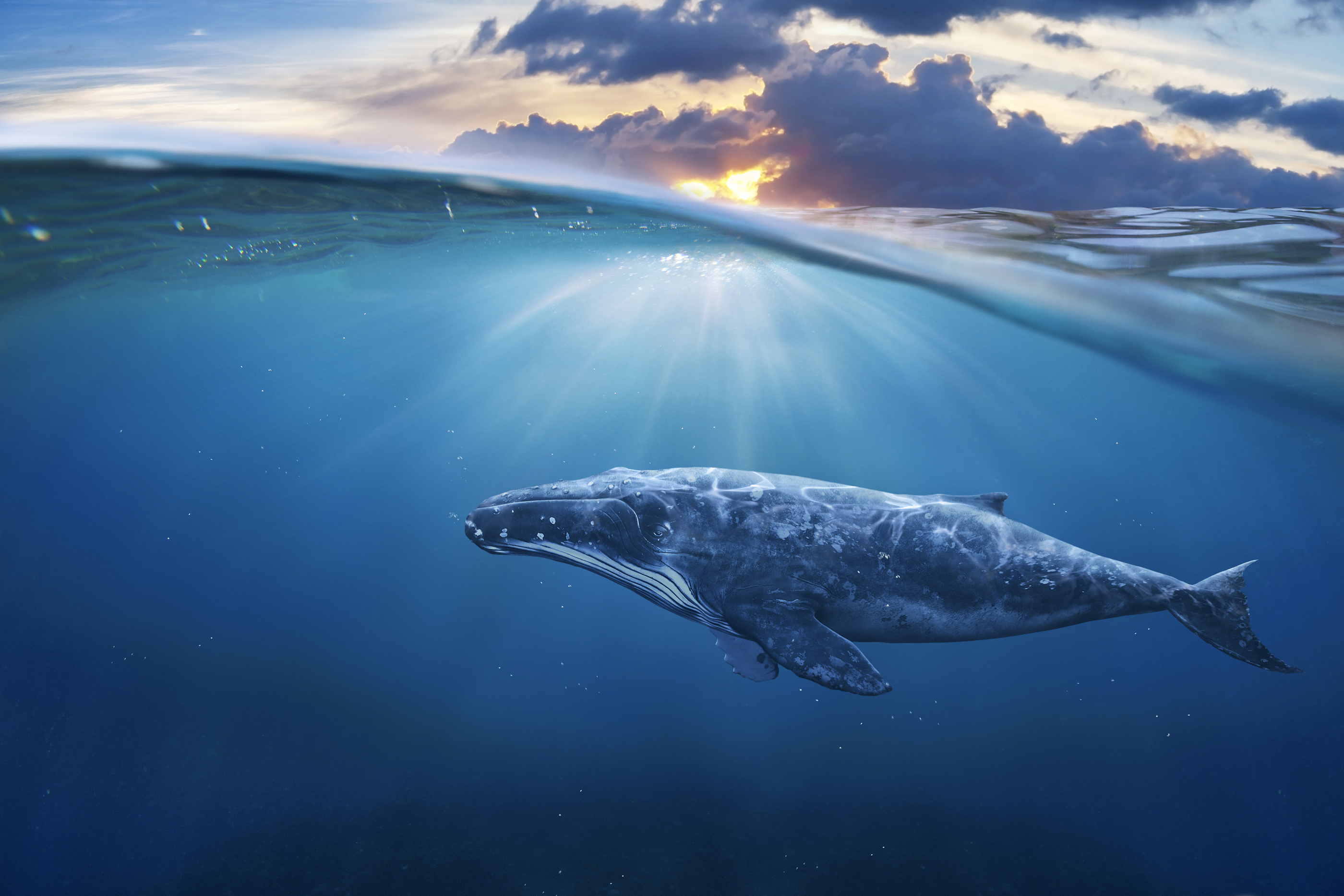 Song of the Blue Whale