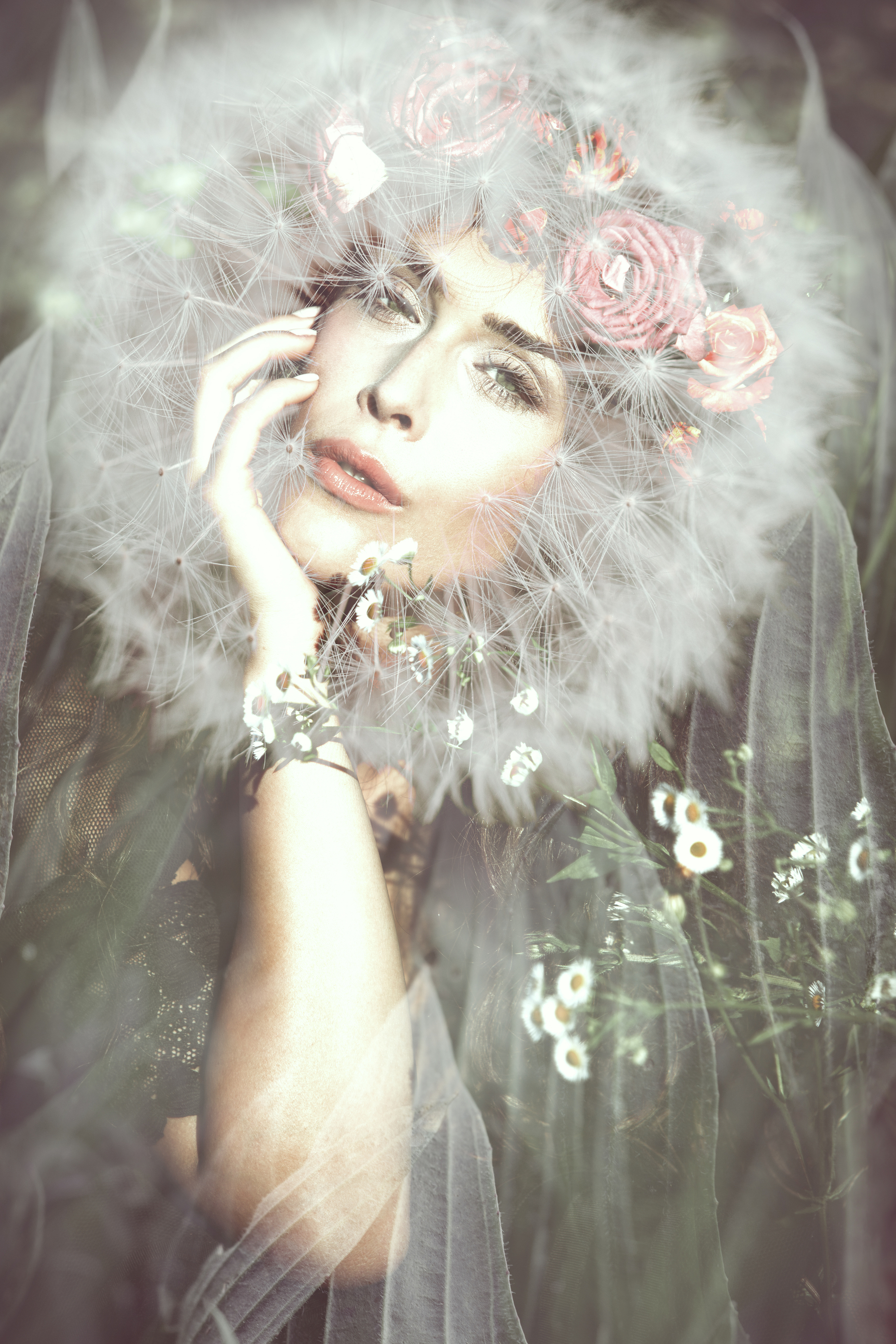 Dance of the Dandelion
