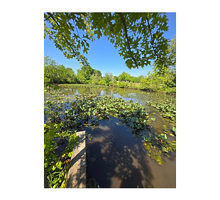 waltman park.png