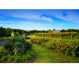 willow creek winery.png
