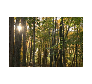 Hal H. Clark Park.png
