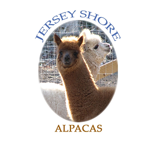 jersey shore alpacas.png