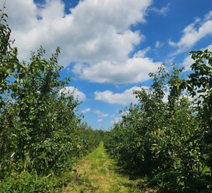 rich harvest orchard.png
