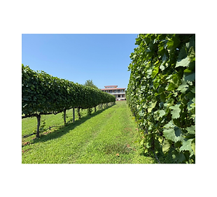 Willow Creek Winery.png