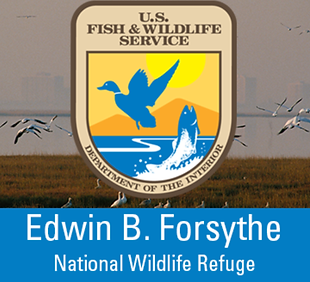 edwin b forsythe.png
