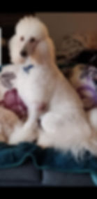 pure solid white large standard poodle male sire