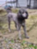 Zuki