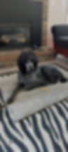 silver solid black standard poodle male sire