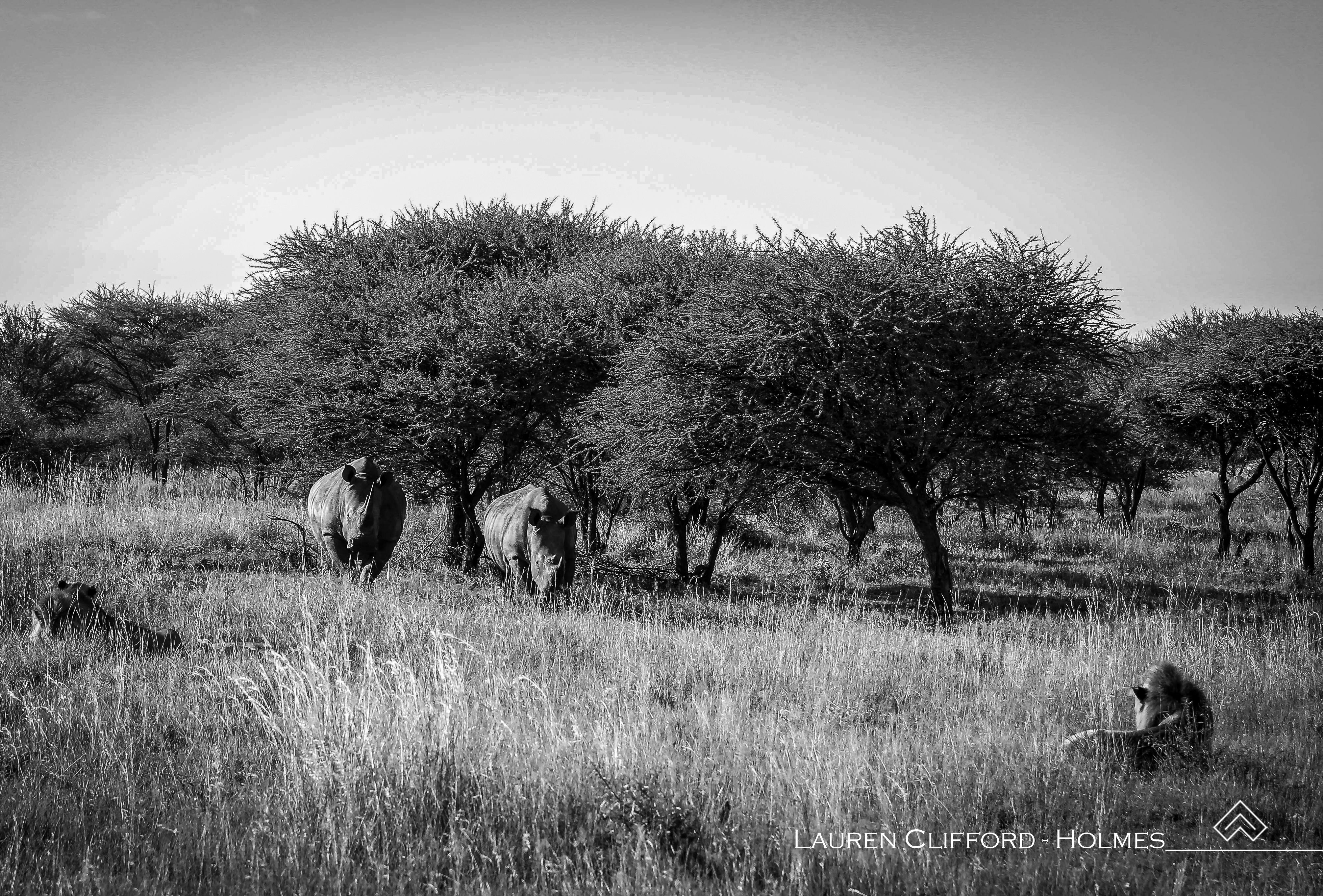 Rhinos and lion face off