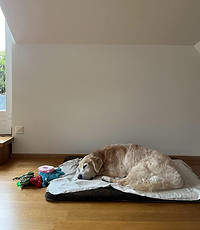 狗出口服务Hong Kong to Zurich Pet Travel Veterinarian 寵物移民獸醫