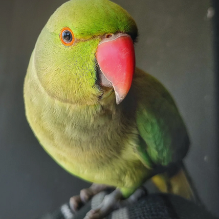 Bird Preparation for Safe International Travel