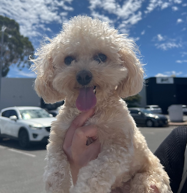 Screen Shot2025-04-07 at 10.05.24 pm.png