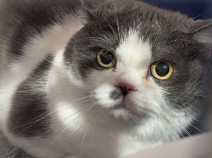 宠物出境检疫 Pet Travel to Australia RNATT 宠物旅行兽医服务 requirements 猫运输 宠物疫苗接种 Pet Health Checks for Pet travel Vaccinations Hong Kong Pet Travel Veterinarian