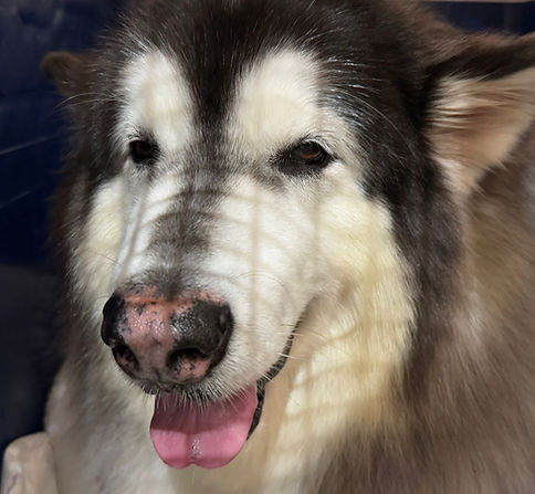 PetExportVet Hong Kong RNATT dog travel to Australia