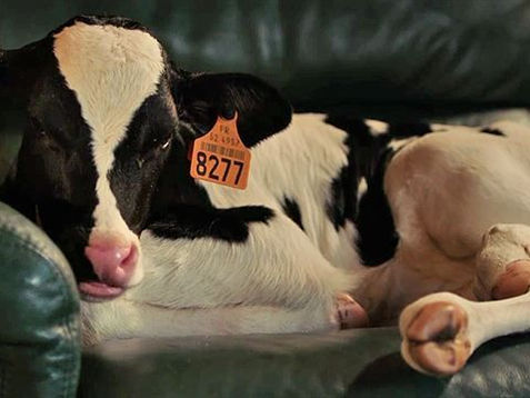 🎬 Cierpkie mleko (2017)