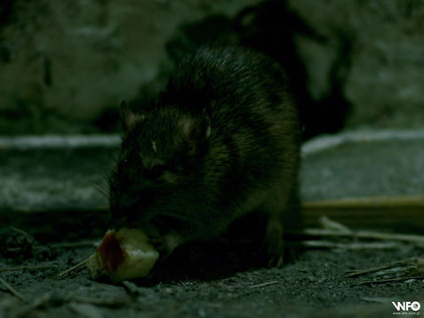 🎬 Szczurołap (1986)