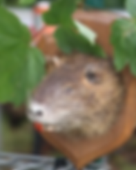 ragondin chasse sous terrre