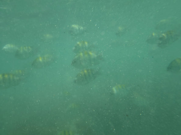 Small striped fish swimming in murky reef water