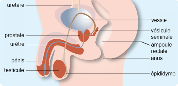 appareil-genital-masculin-EL