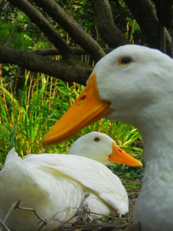 Duck Duck...
