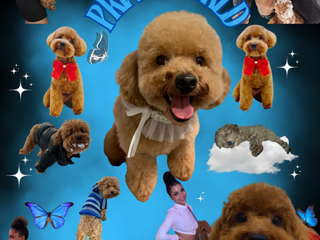 Honoring Prince: The Heart Behind Royal Paws NYC