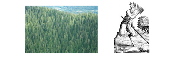 forest=Pan.png