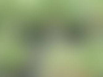 Bird of the Day - Wilson's Snipe : 12 July 2024