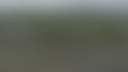 Arctic Tern #440 - 23 Aug 2024