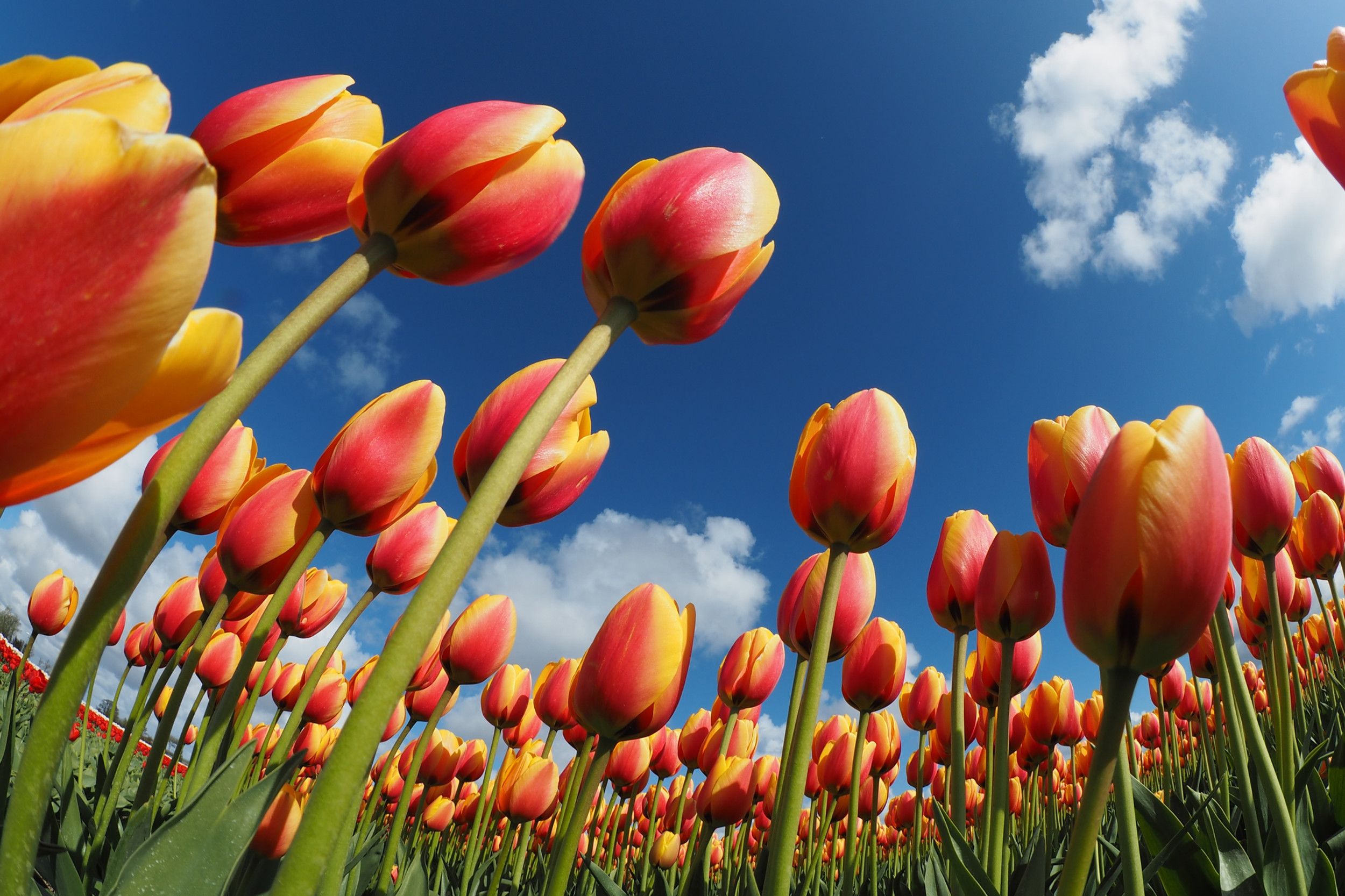 Palmer's Adventure Farm - Washington's #1 Tulip Fest & Pumpkin Patch