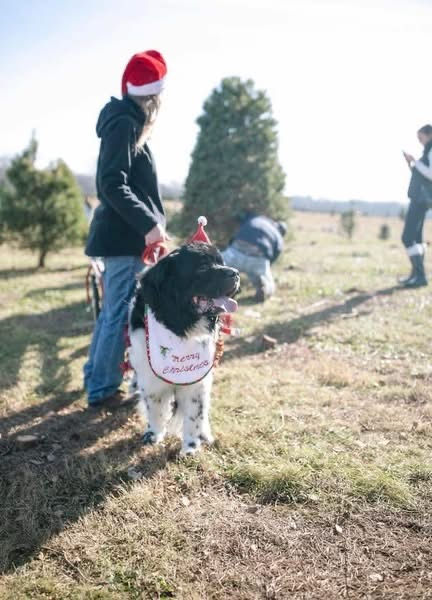 Dog Tree Pulling (select dates)