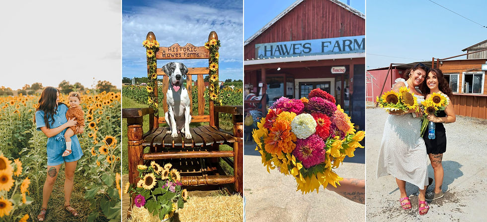 Best Flower Farm near Redding and. Chico .jpg
