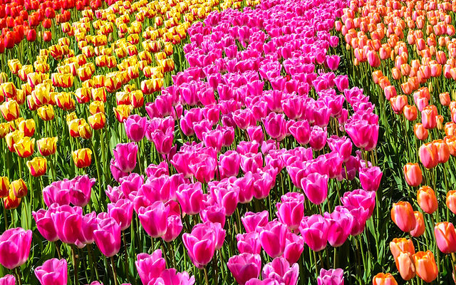 Palmer's Adventure Farm - Washington's #1 Tulip Fest & Pumpkin Patch Palmer's Adventure Farm - Washington's #1 Tulip Fest & Pumpkin Patch