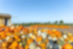 Pumpkin Patch