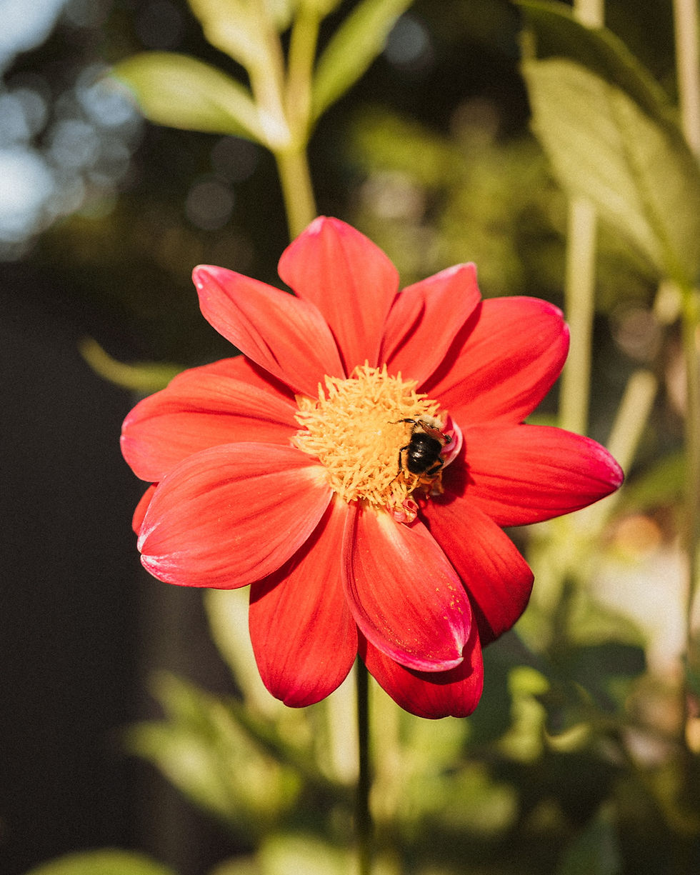 Thumbnail: Open Centre Dahlias