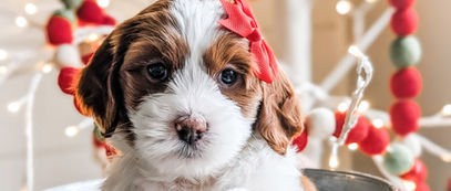red tuxedo goldendoodle