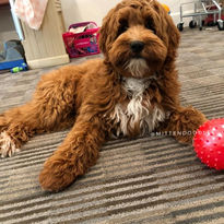 red goldendoodles 