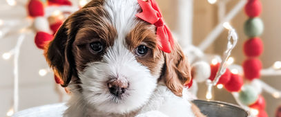 Red tuxedo goldendoodle