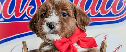 goldendoodles near Grand Rapids, MI