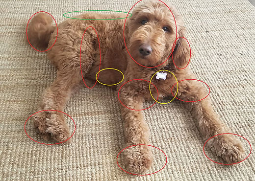 Goldendoodle Groomer Michigan