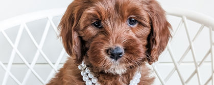 mini goldendoodle breeder michigan