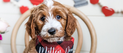 Mini Goldendoodle breeder Grand Rapids, Michigan